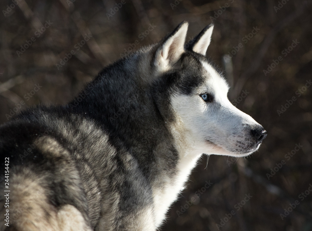 Husky Looking to the Right Against a Dark Wooded Background Husky Looking to the Right Against a Dark Wooded Background