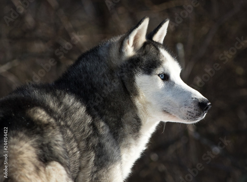 Husky Looking to the Right Against a Dark Wooded Background