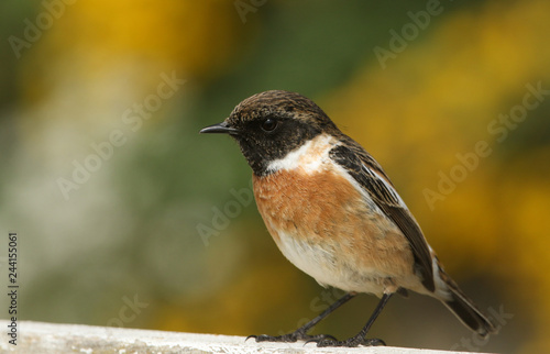 A stunning male Stonechat (Saxicola torquata) perched on a fence.