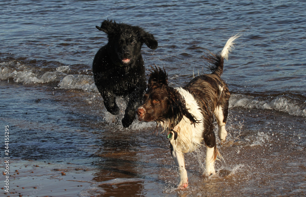 An English Springer Spaniel and a Newfoundland dog playing in the sea on a beach in Scotland. An English Springer Spaniel and a Newfoundland dog playing in the sea on a beach in Scotland.