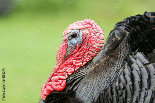 A head shot of a large male domesticated turkey (Meleagris gallopavo) displaying in a meadow on the island of Mull, Scotland.