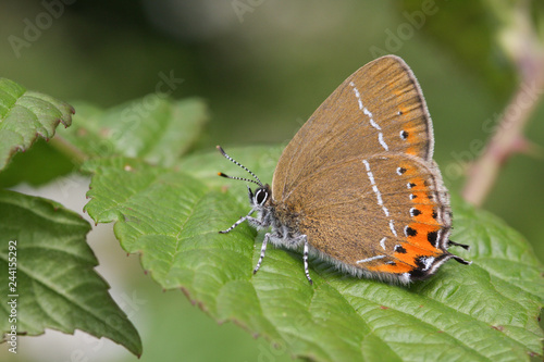 A beautiful rare Black Hairstreak Butterfly (Satyrium pruni) perched on a blackberry leaf in woodland. 