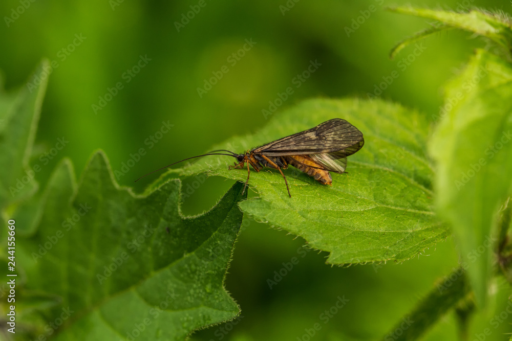 Caddis fly Caddis fly