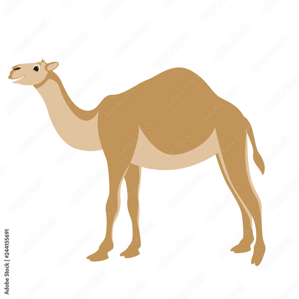 cartoon camel ,vector illustration ,flat style,profile cartoon camel ,vector illustration ,flat style,profile