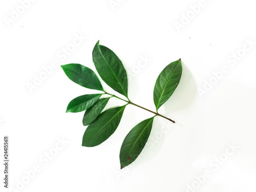 bay leaf.