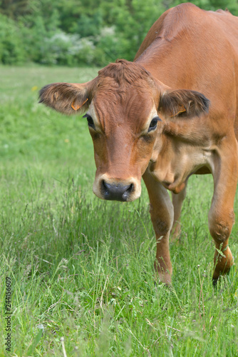 young tarentaise brown cow in meadow