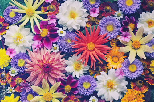 floral background for greeting or postcard. toning © MaskaRad