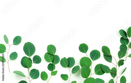 green eucalyptus leaves, branches, herbs, plants frame border on white background top view. copy space. flat lay
