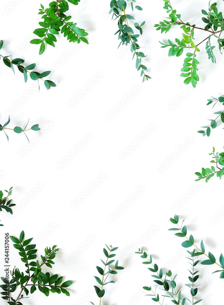 frame border made of green eucalyptus branches herbs, leaves, plants on white background top view. copy space. flat lay frame border made of green eucalyptus branches herbs, leaves, plants on white background top view. copy space. flat lay