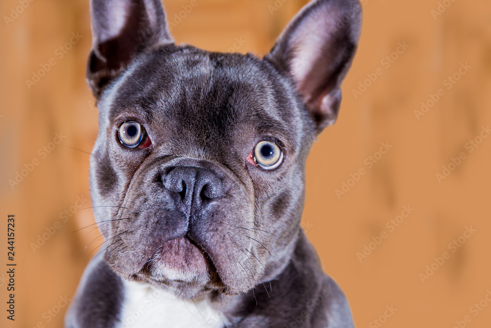 Portrait of an attentive french bulldog