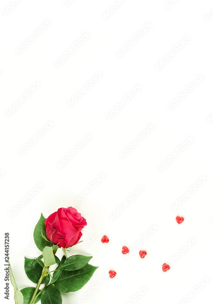 Obraz Flowers background. One flower red rose and red hearts on white background. Minimal floral holiday background. Copy space