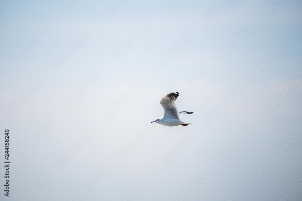 Obraz premium Seagulls in the sea