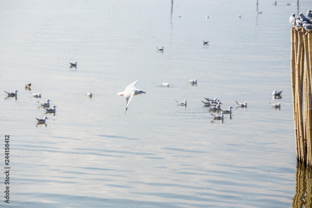 Seagulls in the sea Seagulls in the sea