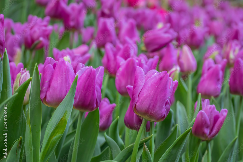 Purple tulips flowers blooming in a garden. 