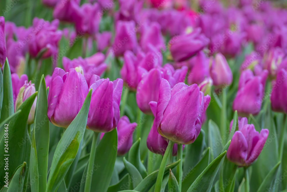 Purple tulips flowers blooming in a garden. Purple tulips flowers blooming in a garden.