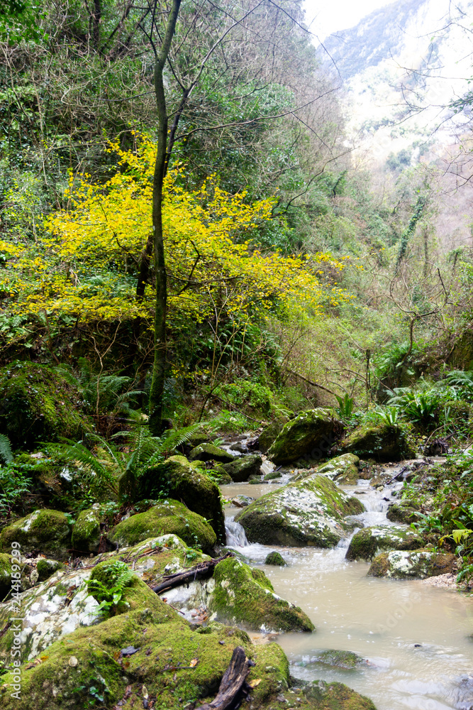 mountain gorge river with fern and winter plants mountain gorge river with fern and winter plants