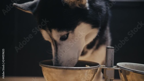 Close up of black and white siberian husky with blue eyes dog eating food