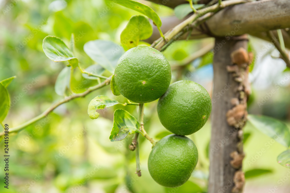 Thai Lemon on the tree.