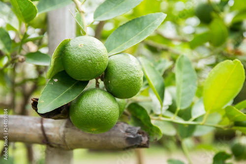 Wallpaper Mural Thai Lemon on the tree. Torontodigital.ca