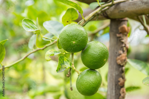 Thai Lemon on the tree.