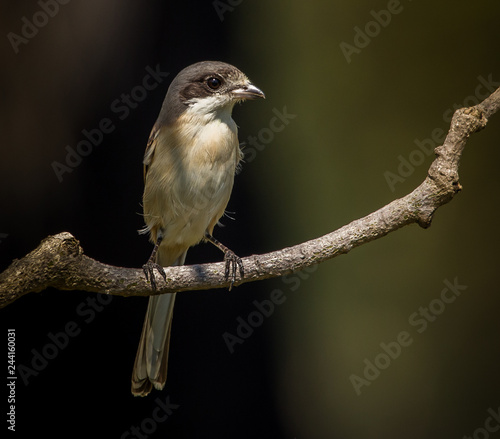 Burmese Shrike ( Lanius collurioides ) on the branches of trees. photo