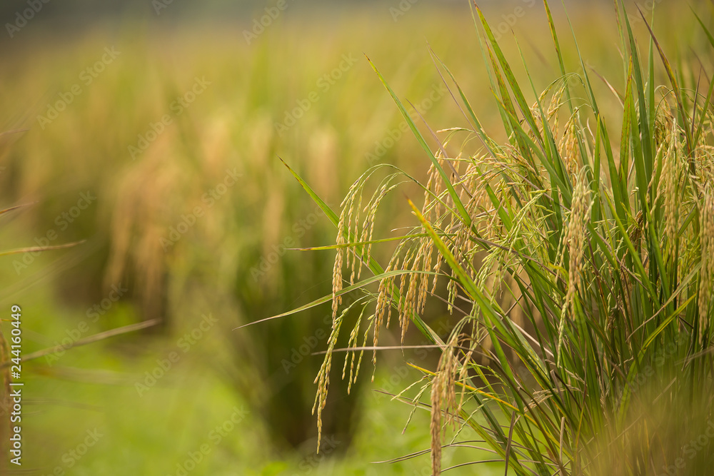 Rice in the field of Thailand.