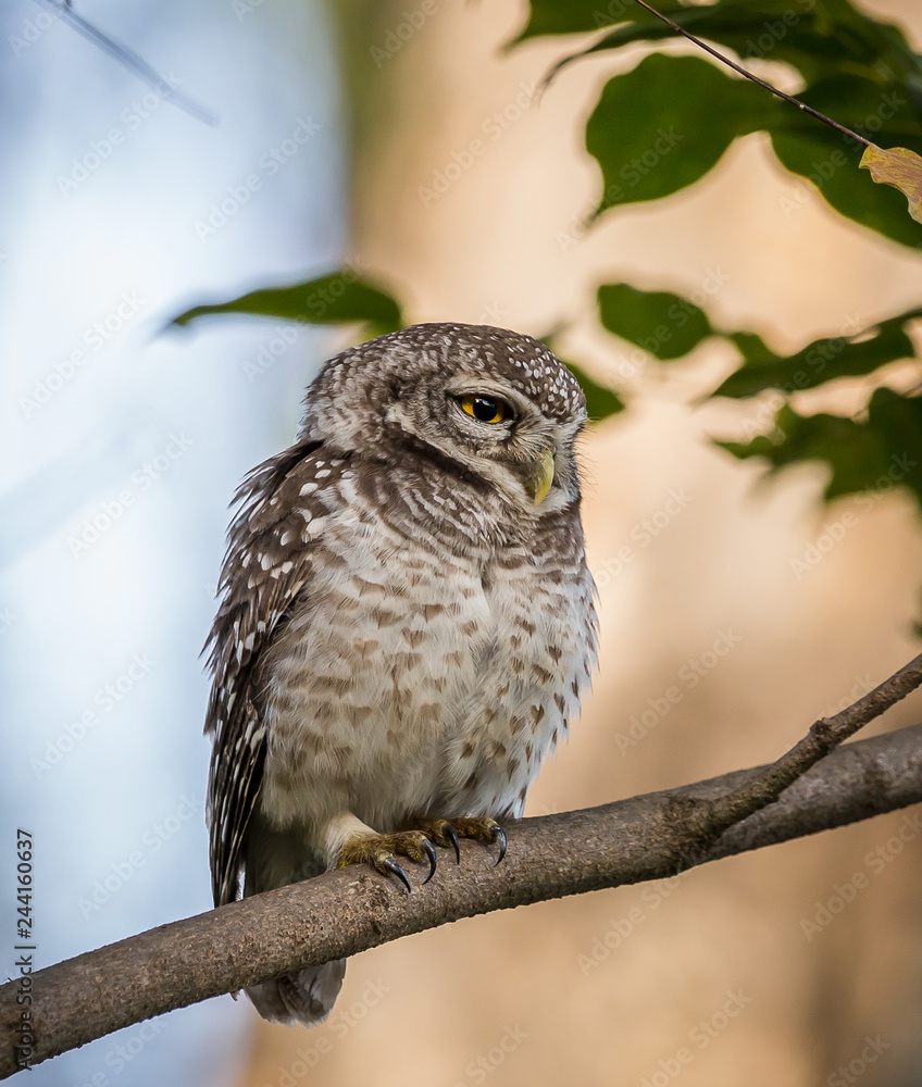 Spotted owlet ( Athene brama ) On the branches of trees. Spotted owlet ( Athene brama ) On the branches of trees.