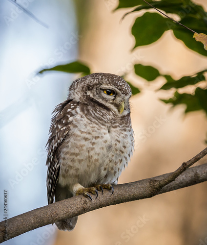 Spotted owlet  ( Athene brama ) On the branches of trees.