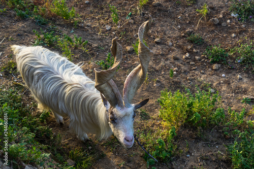 Girgentana (Capra aegagrus hircus) is an indigenous Sicilian goat, here at Valle dei Templi (Valley of the Temples), Agrigento, Sicily, Italy photo