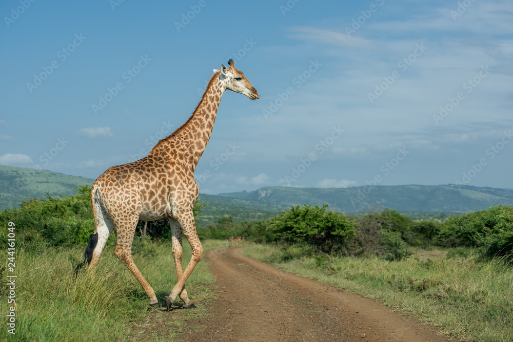 Fototapeta premium A giraffe crosses a dirt road on a sunny day in Umkhuze Game Reserve, Isimangaliso Wetland Park, KZN, South Africa
