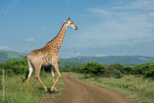 A giraffe crosses a dirt road on a sunny day in Umkhuze Game Reserve, Isimangaliso Wetland Park, KZN, South Africa photo