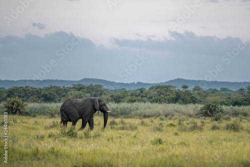 A lone African elephant walks through the grass in the Western Shores reserve, Isimangaliso Wetland Park, St. Lucia, South Africa