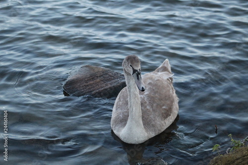 The grey swan in water