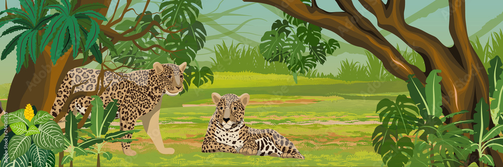 Φωτογραφία Two jaguars in the jungle