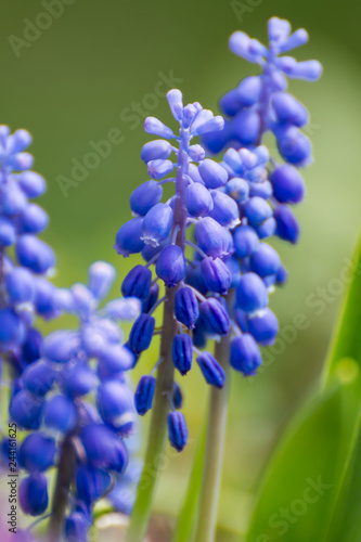 Muscari Armeniacum. Blue springtime flowers blooming in the garden. Grape flowers hyacinth.