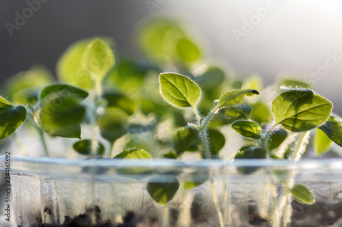 Group of small green seedlings in one pot, macro view, plants precultivation, early springtime in greenhouse photo