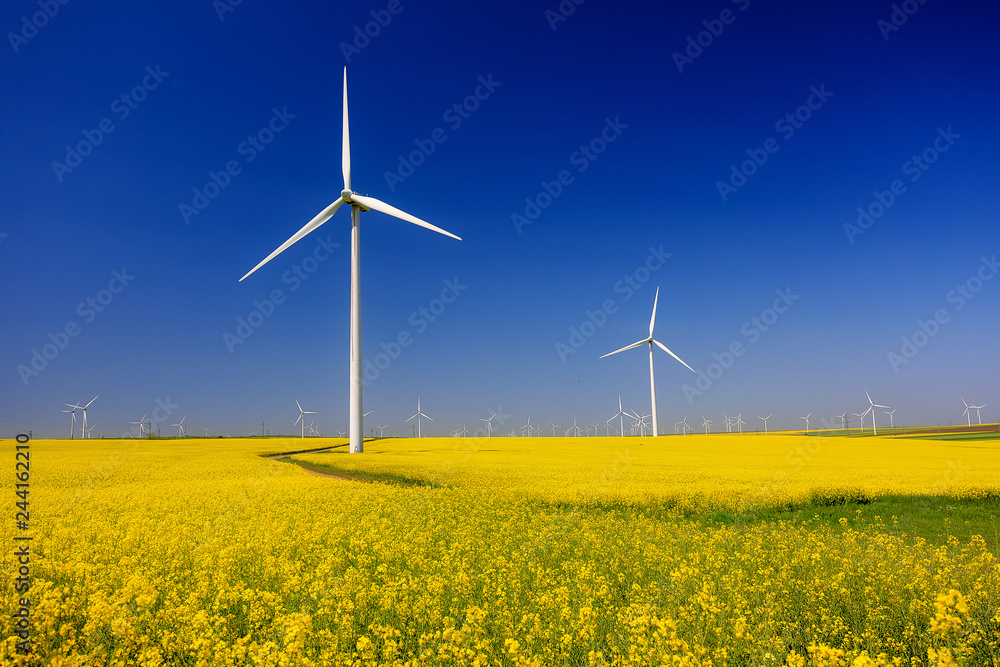 spring landscape with blue sky, yellow expanse with rapeseed flowers and the background wind turbines spring landscape with blue sky, yellow expanse with rapeseed flowers and the background wind turbines