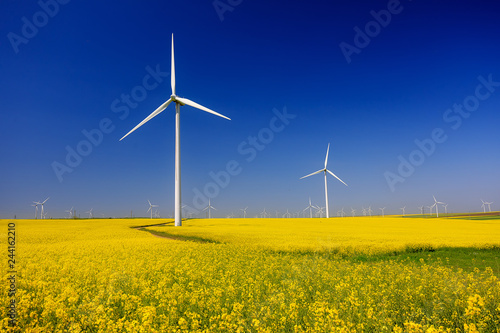 spring landscape with blue sky, yellow expanse with rapeseed flowers and the background wind turbines