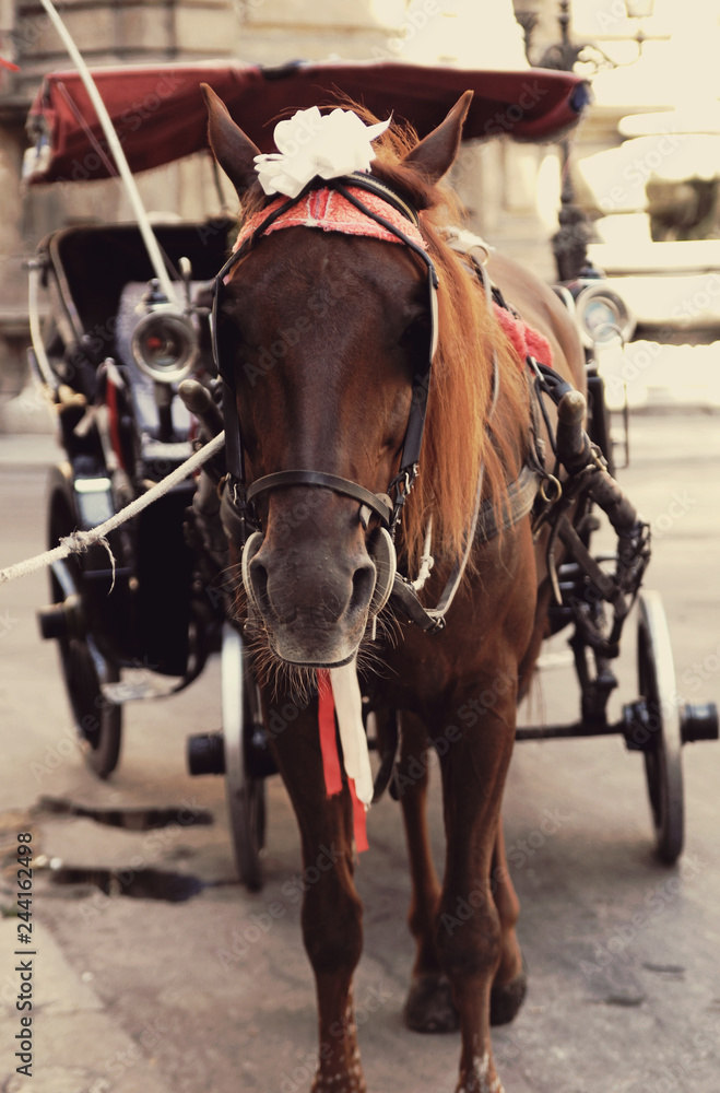 Horse drawn in a cart