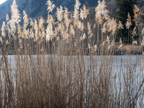 Cei lake in Trentino iced and cold photo