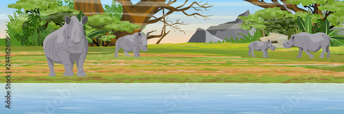 A herd of rhinos near a lake in the african bush. Wildlife of Africa. Big African Five. Realistic vector landscape with animals