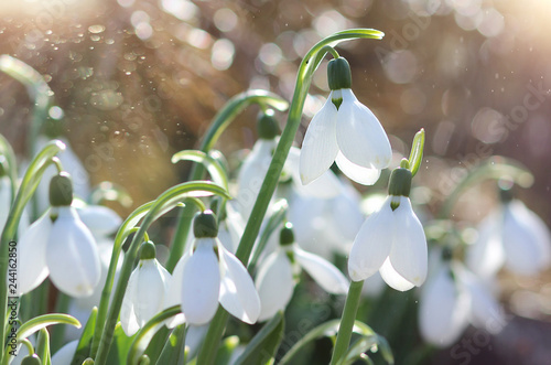 Snowdrops. forest, spring flowers. First flowers.