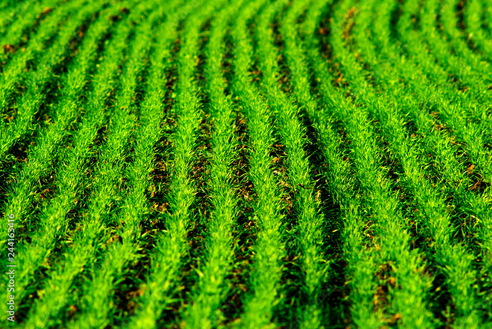 agricultural field agricultural field