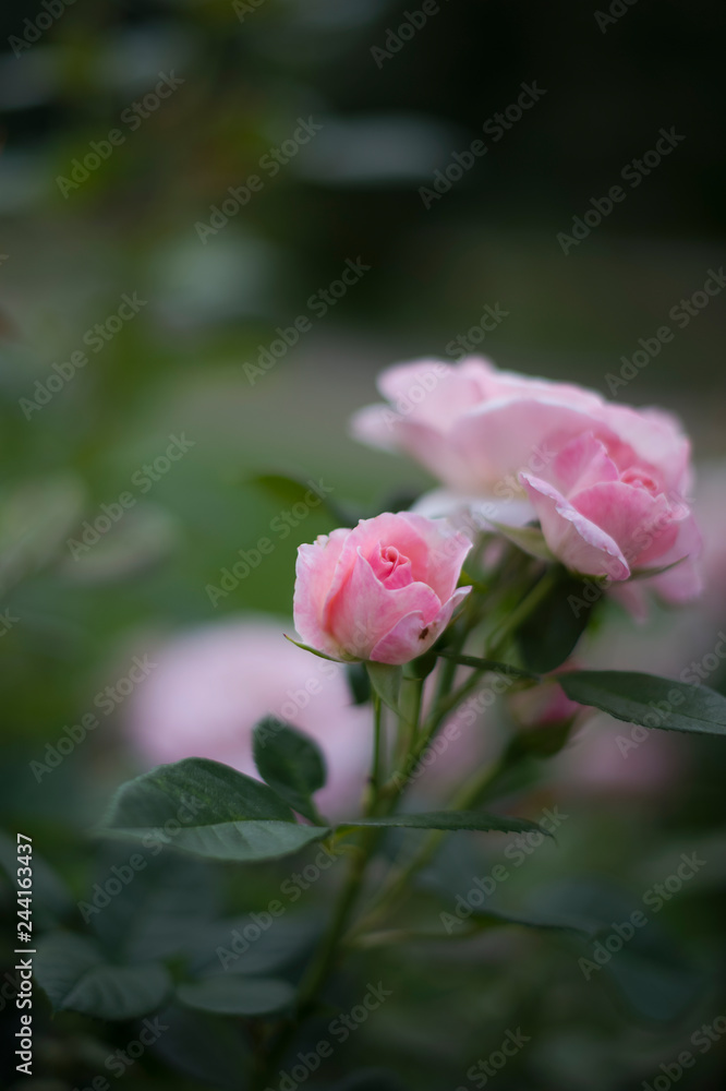 Pink rose in the garden