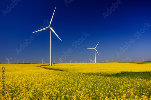 spring landscape with blue sky, yellow expanse with rapeseed flowers and the background wind turbines