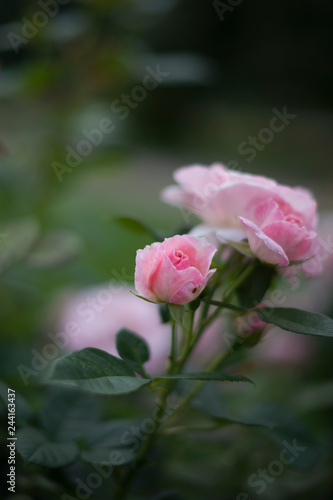 Wallpaper Mural Pink rose in the garden Torontodigital.ca