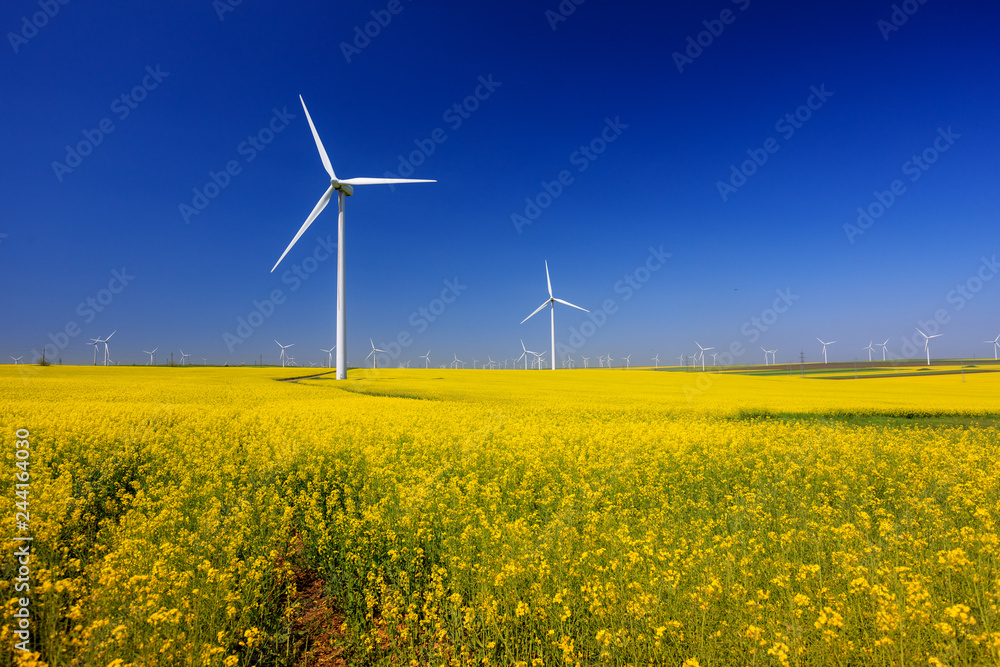 spring landscape with blue sky, yellow expanse with rapeseed flowers and the background wind turbines spring landscape with blue sky, yellow expanse with rapeseed flowers and the background wind turbines