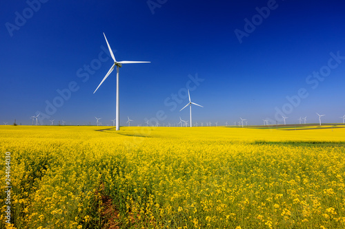 spring landscape with blue sky, yellow expanse with rapeseed flowers and the background wind turbines © dpVUE .images