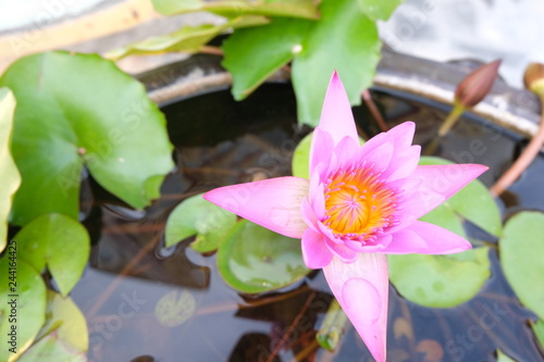 beautiful purple lotus on water - close up.
