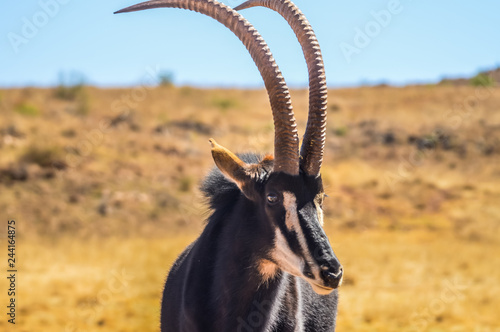 Portrait of a cute Sable Antelope in a game reserve photo